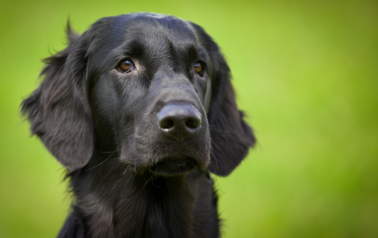 Canine obesity and its link to disease