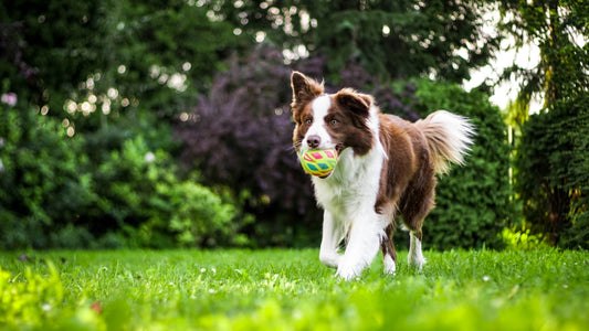 How to Treat Heartworm Naturally, and the Foods That Help Prevent It
