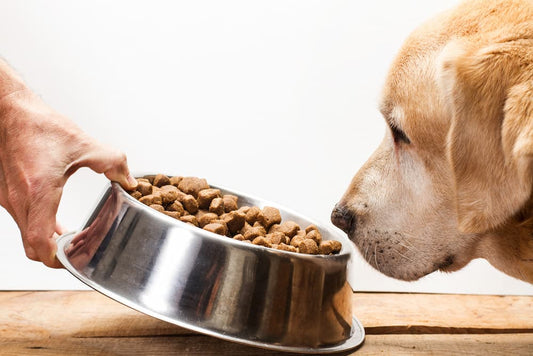 What you don't know about "healthy" and prescription dog food may shock you