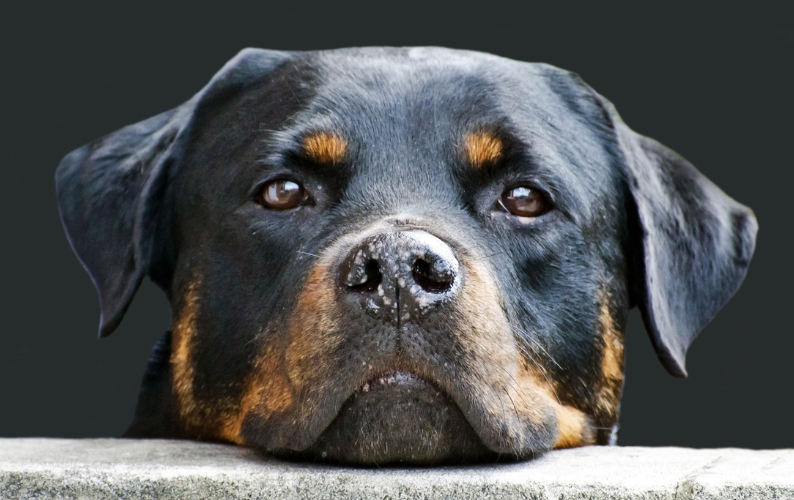 Why is my dog's poo not firm?