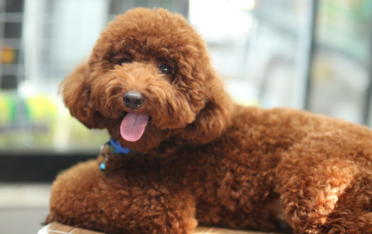 Can My Dog Eat Grains and Legumes?