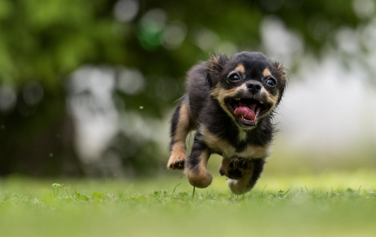 How Your Dog's Ears Can Indicate Gut Health Issues