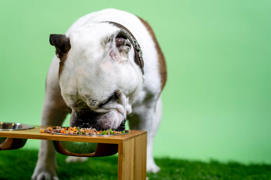 Which Gut Supplement Does Your Dog Need?