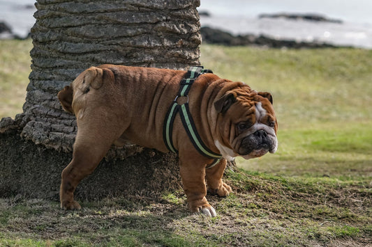 Probiotics for Dogs: A Natural Way to Prevent Urinary Tract Infections