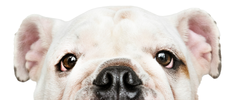 adorable-white-bulldog-puppy-portrait