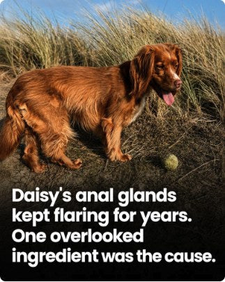 Steve and Daisy