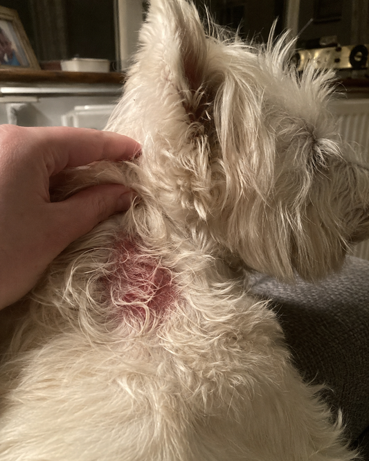 How One Dog Owner Finally Got Her Dog's Skin Under Control