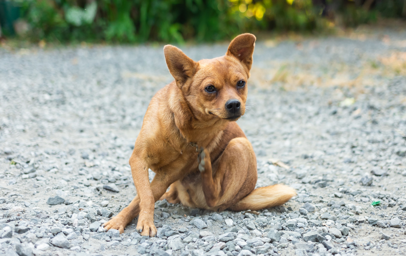 How to help a dog with itchy skin