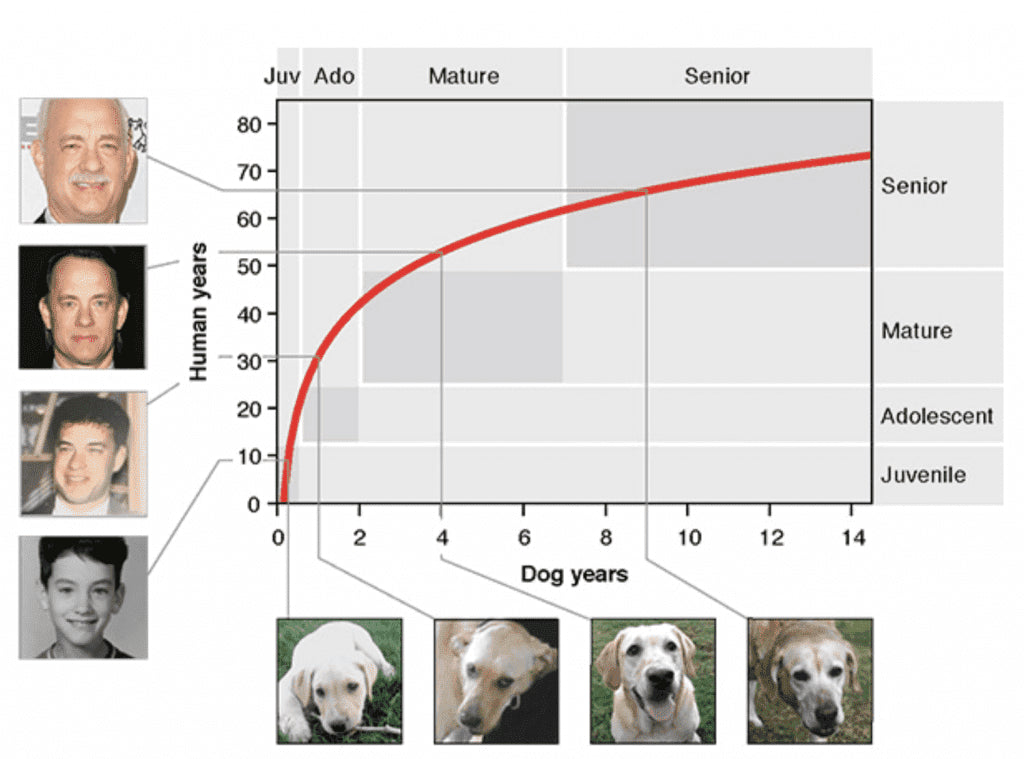 How old is your dog? We’ve been doing it wrong all along.