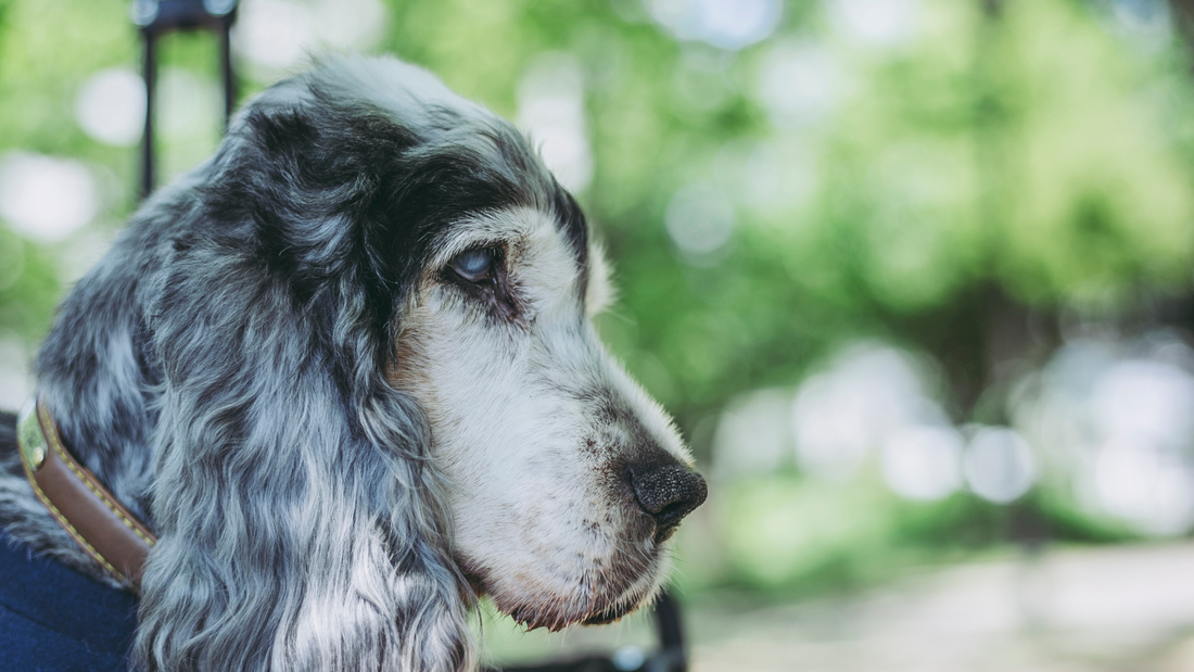 Joint diet for dogs hot sale