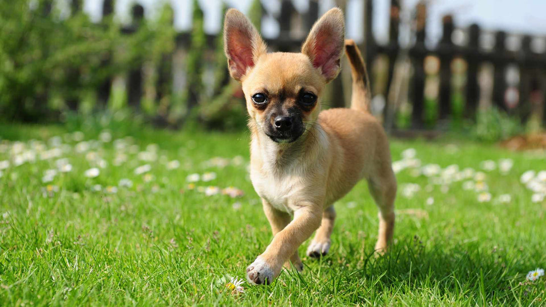 Homemade dog food for Chihuahua