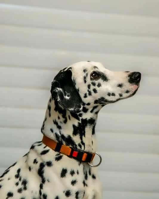 Low Purine Diets for Dalmatians