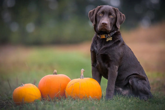 Homemade dog food for Labrador Retriever