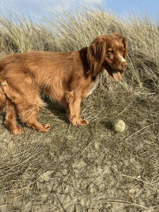 Daisy's Anal Gland Battle Was Solved By One Ingredient Swap