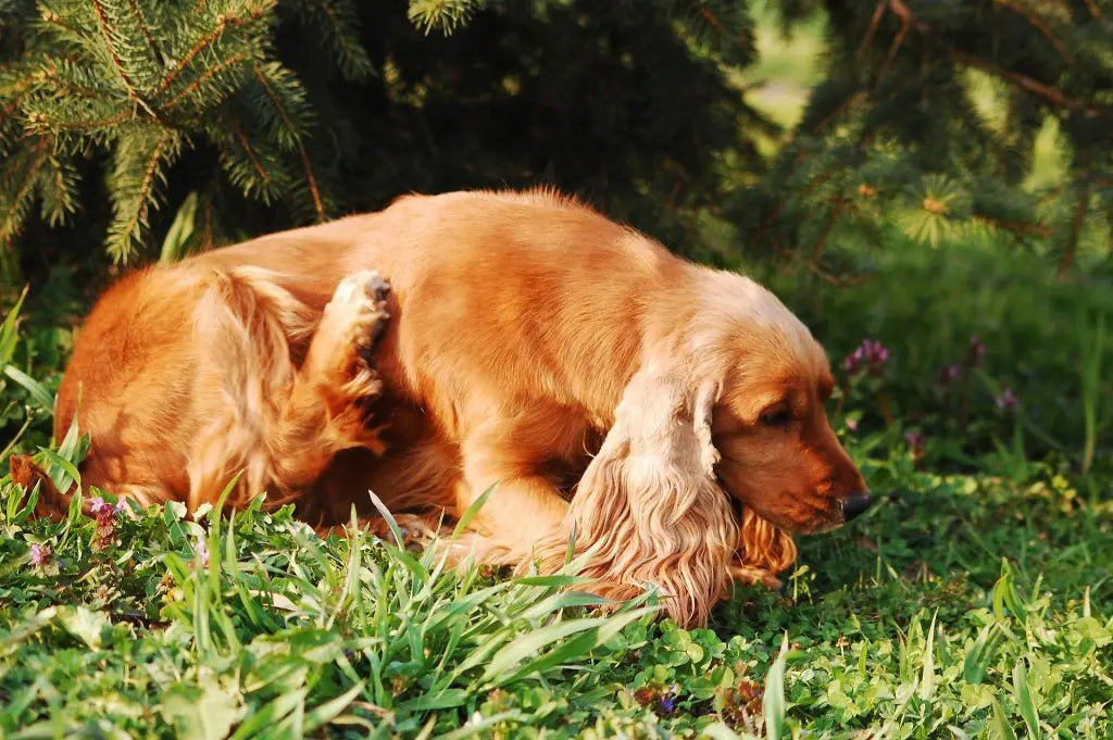 Home Remedy For Yeast Infection In Dogs
