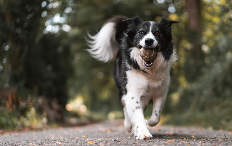 How to treat a dog with a sensitive stomach