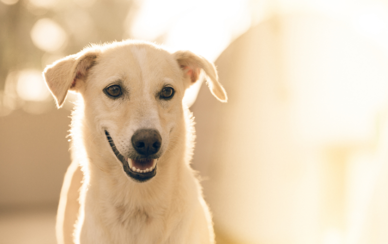 Can My Dog Eat Grains and Legumes?
