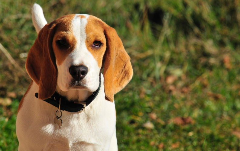 What bones should I be feeding my dog?