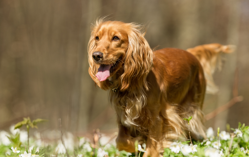 Should You Freeze Meat Before Feeding It to Your Dog?