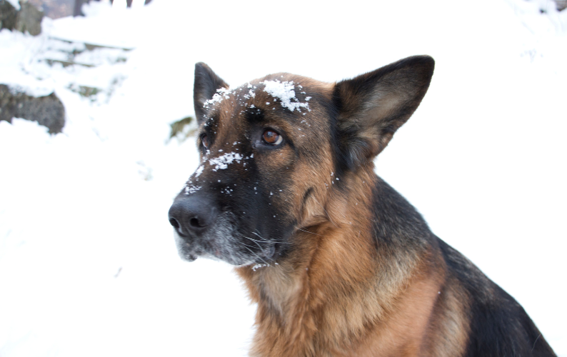 How does cold weather affect your dog's health?