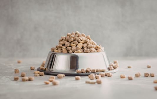 Why What You Feed Your Dog May Matter More Than Genetics