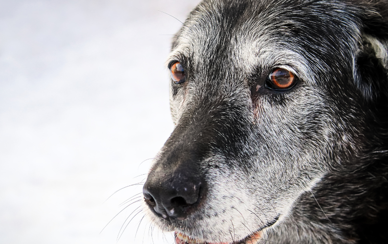 Is Your Dog Entering Their Senior Years? The Signs Most Owners Miss