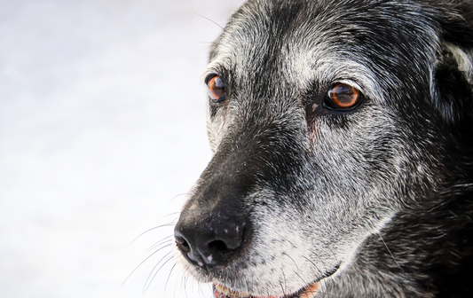 Is Your Dog Entering Their Senior Years? The Signs Most Owners Miss