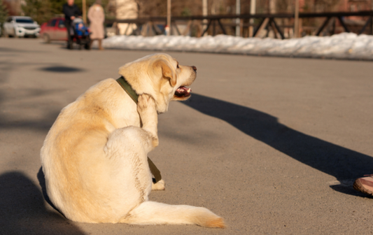 Why Your Dog Won't Stop Scratching