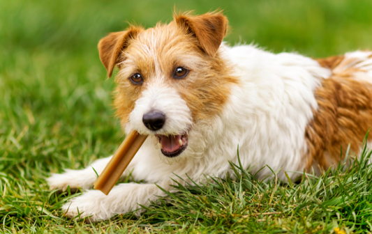 What's Actually in Your Dog's Dental Sticks?