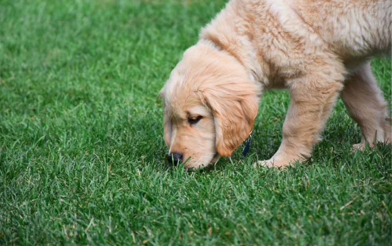 Why Your Dog Keeps Eating Grass (And What They Might Be Telling You)