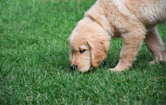 Why Your Dog Keeps Eating Grass (And What They Might Be Telling You)