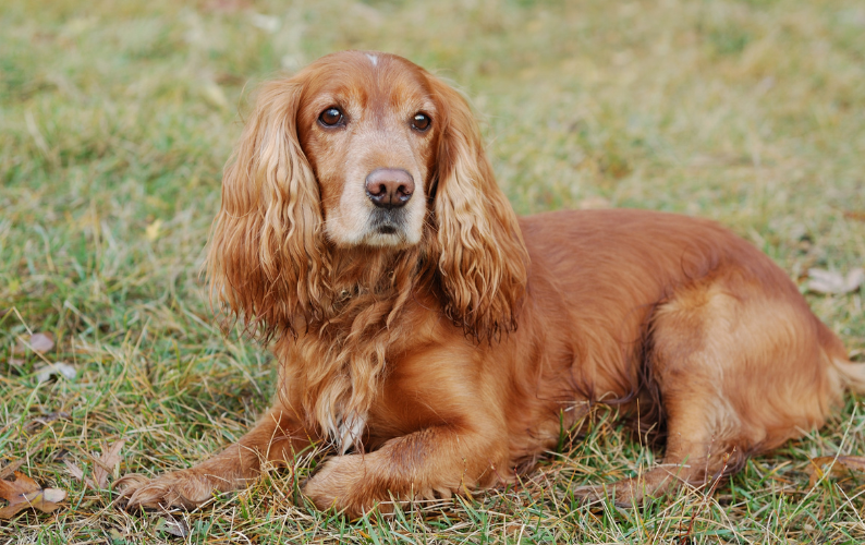 Cocker Spaniel Health Issues and Nutrition Tips