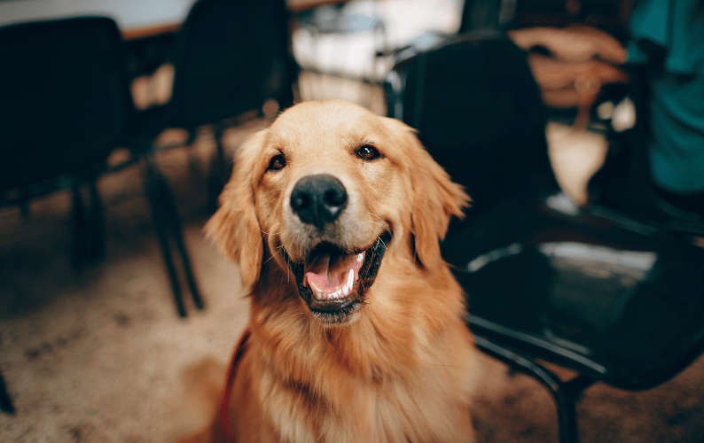 The Little Things That Help Dogs Feel Good Every Day