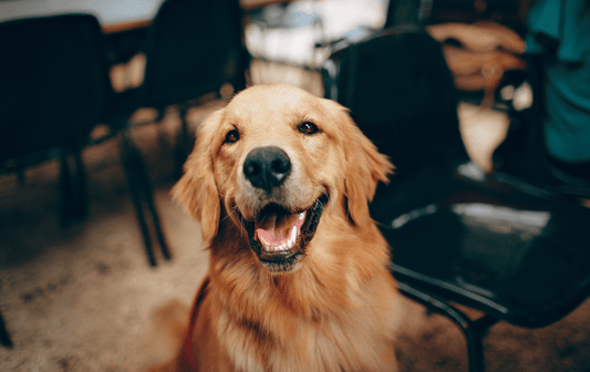 The Little Things That Help Dogs Feel Good Every Day
