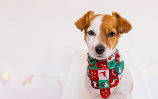 What NOT to buy your dog for Christmas