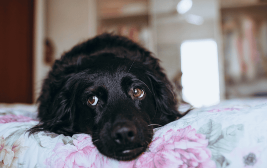 Pools of liquid poo every morning. Read how food fixed it.