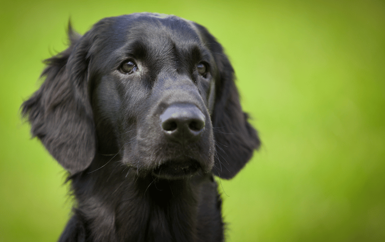 Why Does My Dog Keep Getting an Upset Stomach?
