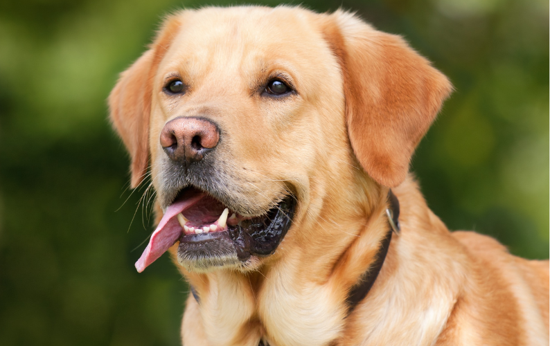 Why Dogs Aren't Vegans: The Case Against Plant-Based Diets