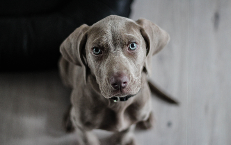 How to avoid the most common canine health issue
