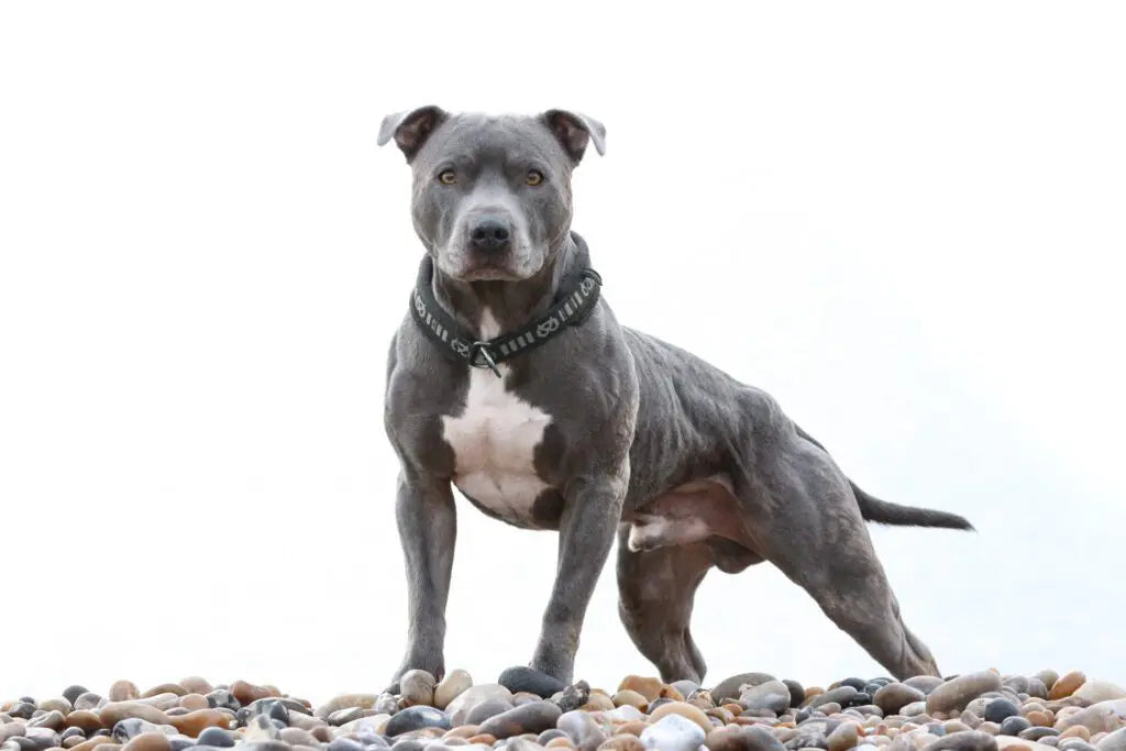 Ramsey the Blue Staffy – Nutrition for Cancer Case Study