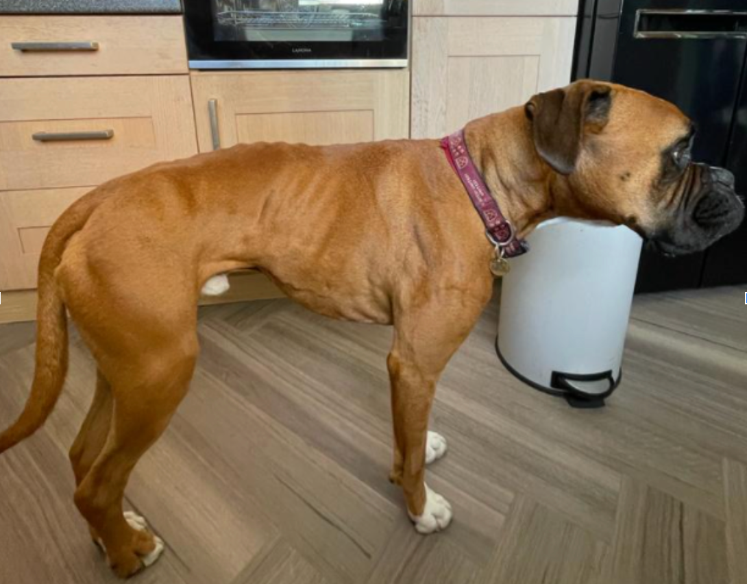 Dave s Road To Recovery The Dog Nutritionist dave-s-road-to-recovery-the-dog-nutritionist